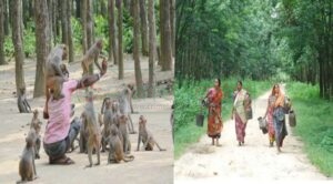 সম্ভাবনায় ভরপুর ময়মনসিংহের ফুলবাড়ীয়া